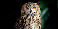 Eurasian Eagle Owl