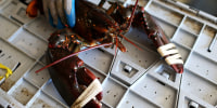 A large lobster is seen at a fish market in Portland, Maine in 2021.