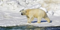 A polar bear has attacked and killed two people in a remote village in western Alaska, according to state troopers who said they received the report of the attack on Tuesday, Jan 17, 2023, in Wales, on the western tip of the Seward Peninsula.