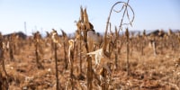 A general view of dried-up crops.