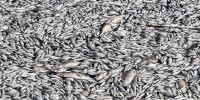 Nearly a year after catastrophic floods in the Thessaly region of central Greece, tons of dead fish have been washed into the Gulf of Volos, about 170 km north of Athens.