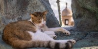 A stray cat rests on a statue in Old San Juan, Puerto Rico on Nov. 2, 2022.