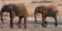 A group of elephants are seen near a watering hole inside Hwange National Park