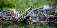 Burmese python.