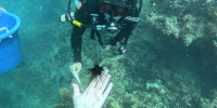 Correspondent Maura Barrett helps researchers place adult sized long-spined urchins - known as “goats or cows of the sea” - in a reef to help clean and protect the coral.