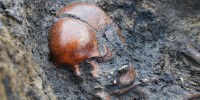 Fifty well-preserved Viking-era skeletons discovered in Denmark
