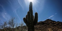 A large cactus with a shining sun