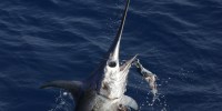 Fishing in the Florida Keys - Swordfish