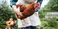 Woman on chicken farm holding chicken