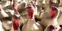 A Turkey Farm Ahead Of Thanksgiving Holiday