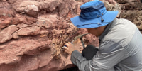 Fossils in Hong Kong