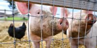 Pigs wait for food at the Burger's Farm Market