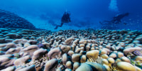 Massive coral reef discovered near the Solomon Islands.