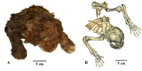 The frozen mummy of Homotherium latidens (Owen, 1846), specimen DMF AS RS, no. Met-20-1, Russia, Republic of Sakha (Yakutia), Indigirka River basin, Badyarikha River; Upper Pleistocene: (A) external appearance; (B) skeleton, CT-scan, dorsal view.