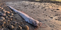 An oarfish found in Encinitas, California, Nov. 2024