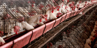 Chickens at a poultry farm.