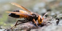 Vespa soror, also known as the southern giant hornet.