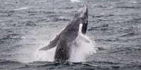 A humpback whale jumps off the coast of Les Saintes, a part of the French west indies island of Guadaloupe, on May 13, 2022.