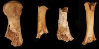 Early signs of cannibalism from bone samples