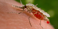 Anopheles Stephensi mosquito 