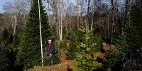 A man measures a tall fir tree outside amongst other trees