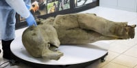 Remains of a well-preserved baby mammoth discovered in Siberian permafrost