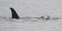 An orca mother, called Tahlequah, pushes its dead calf.