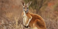 Red Kangaroo portrait in Australian Outback