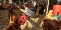 Chickens roam around a coop