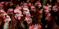 Poultry Farm Operates In California As Avian Flu Causes Egg Prices To Skyrocket