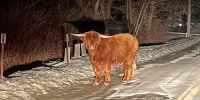 Runaway bull on the loose in Connecticut, evading capture.