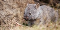 A baby wombat with its mother.