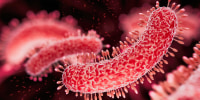 Bacteria medical illustration of the Tuberculosis bacteria.