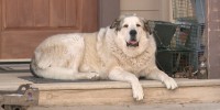Buford, an Anatolian Pyrenees, normally patrols his land and wards off coyotes.