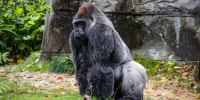 A Silverback Gorilla in 2024.