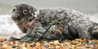 An entangled seal wildlife sea garbage cables
