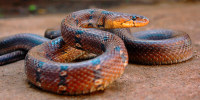 Montanne Trinket, Mulshi, Coelognathus helena monticollaris, Pune District, Maharashtra, India