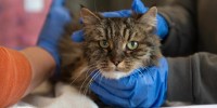 A 12-year-old cat, now named Mirage, survived a fall at Bryce Canyon that killed its owners.