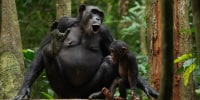 Chimpanzees Asanti and Akuna vocalizing. A new study shows that wild chimpanzees use a variety of call combinations to expand messaging.