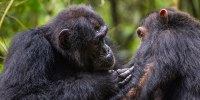 Wild chimpanzees in Uganda grooming.
