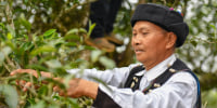 A male tea farmer picks tea leaves at a tea garden
