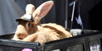 2023 Outside Lands Music Festival