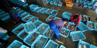 Local workers arrange the inshore fish