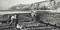 Japanese fishermen played an instrumental part in developing Southern California’s tuna fishing industry. 