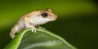 A tiny coqui frog sheltering on a leaf.