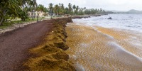 Puerto Rico Sargassum.