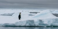 Emperor penguin on iceberg in Antarctica.