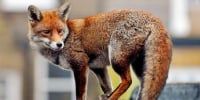 Urban Fox In West London