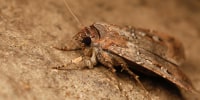 Bogong moth.