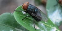 A New World screwworm (looks like a giant fly) stands atop a leaf outside